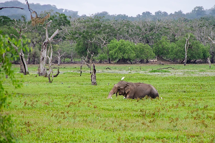 פילים ב-Yala National Park - סרי לנקה