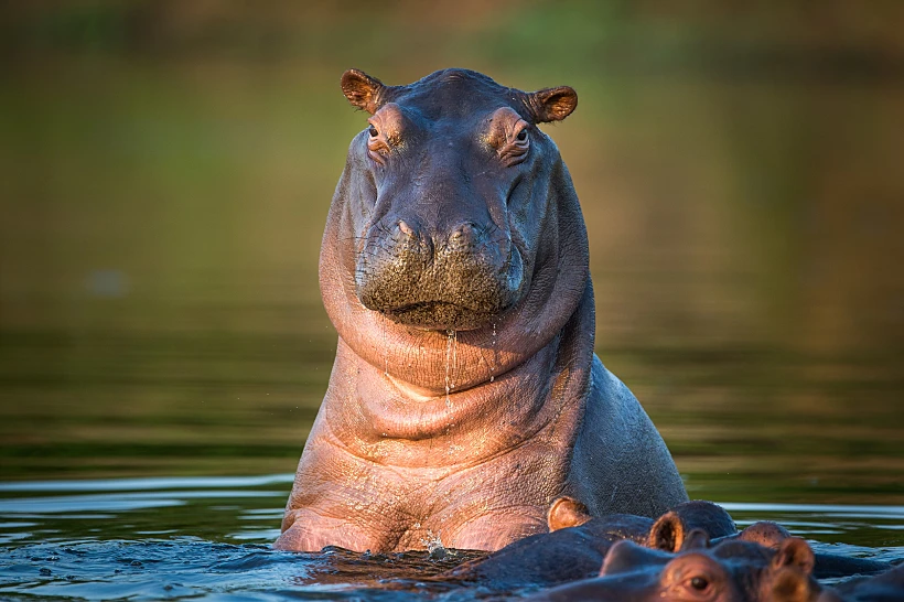 African,hippopotamus