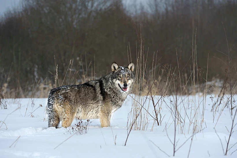 Wolves,in,chernobyl,radioactivity,region,running,among,abandoned,hoses,with