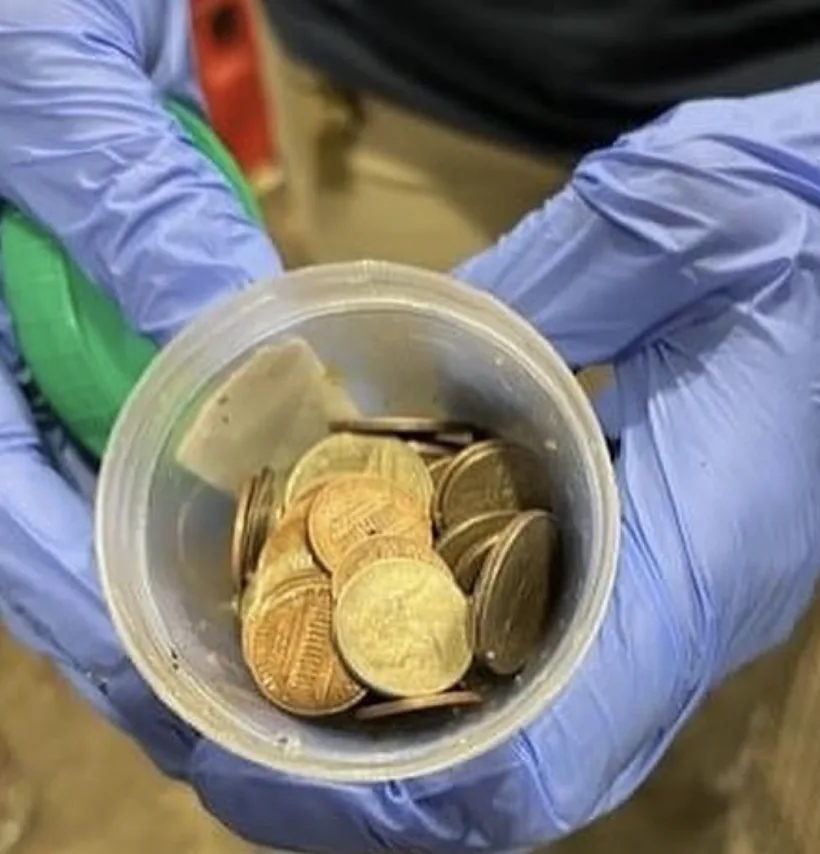 המטבעות שנמצאו בקיבתו של התנין