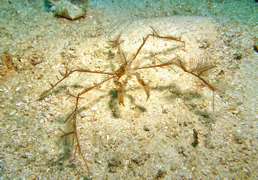 Spider,crabs,are,live,in,all,the,world's,oceans,,in