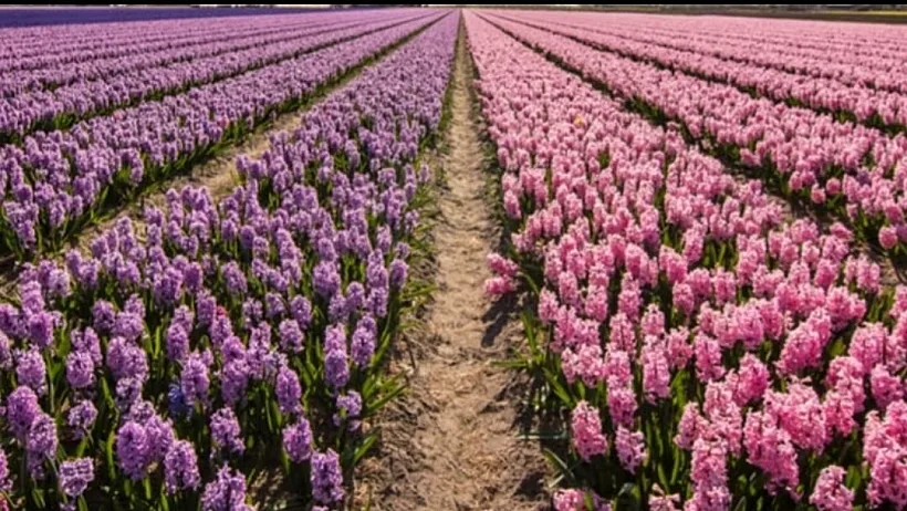 שדות פורחים בהולנד