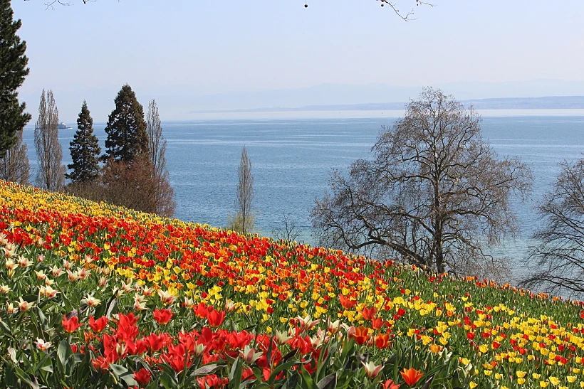 פרחים מול האגם באי מינאו בגרמניה