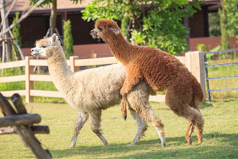 Brown,and,light,brown,llama,alpacas,mating,in,ranch,farm