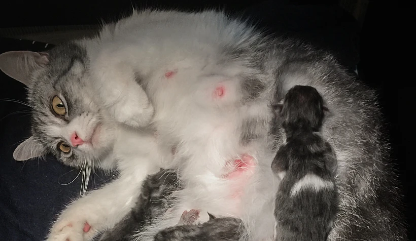 Mother,fluffy,cat,pregnant,give,birth,and,new,born,baby
