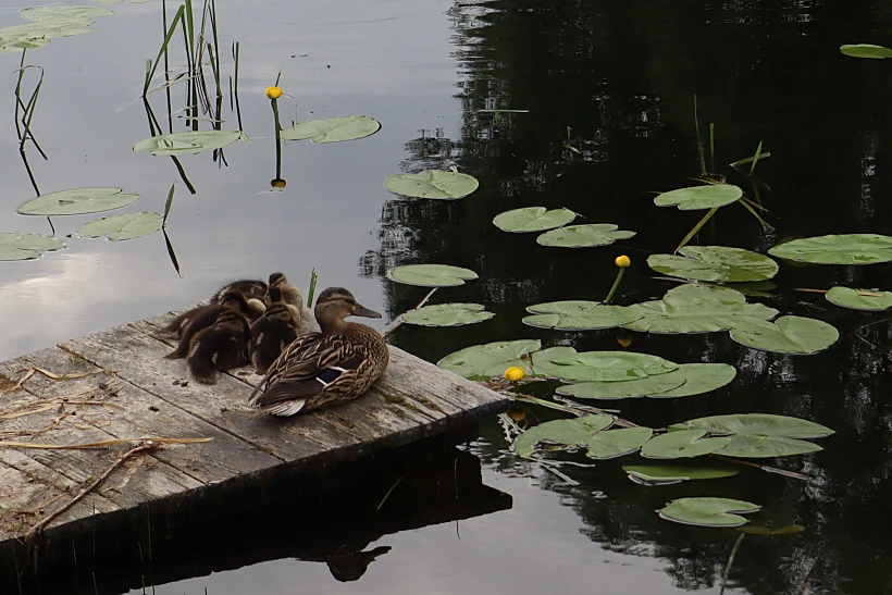 ברווזים באגם מולטאי ליטא