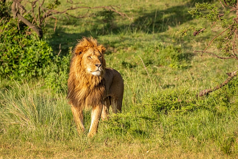 Male,lion,(,panthera,leo,leo),walking,in,the,golden