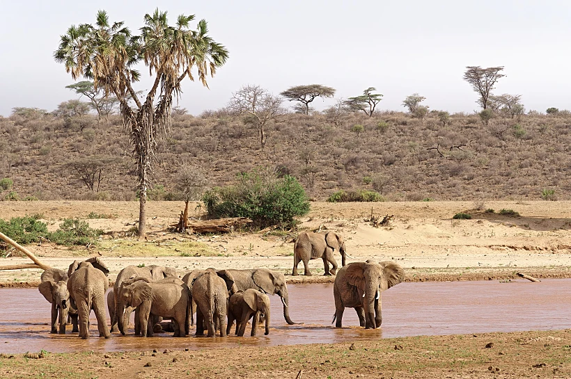 פילים באים לשתות מים בשמורת samburu קניה