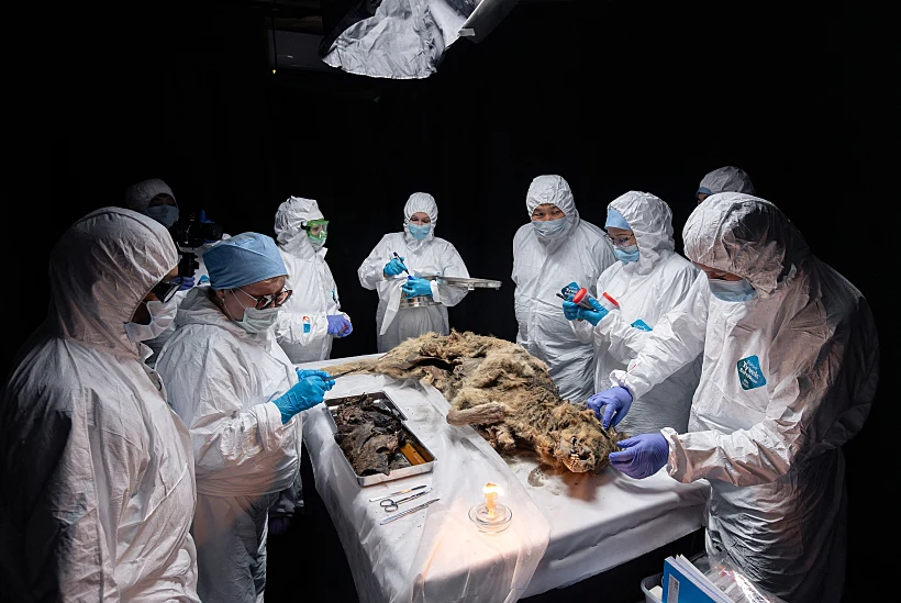 Scientists Perform Autopsy On Prehistoric Wolf Found In Permafrost, In Yakutsk
