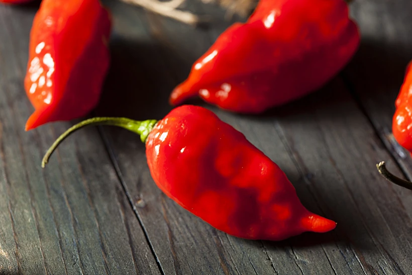 Spicy,hot,bhut,jolokia,ghost,peppers,on,a,background