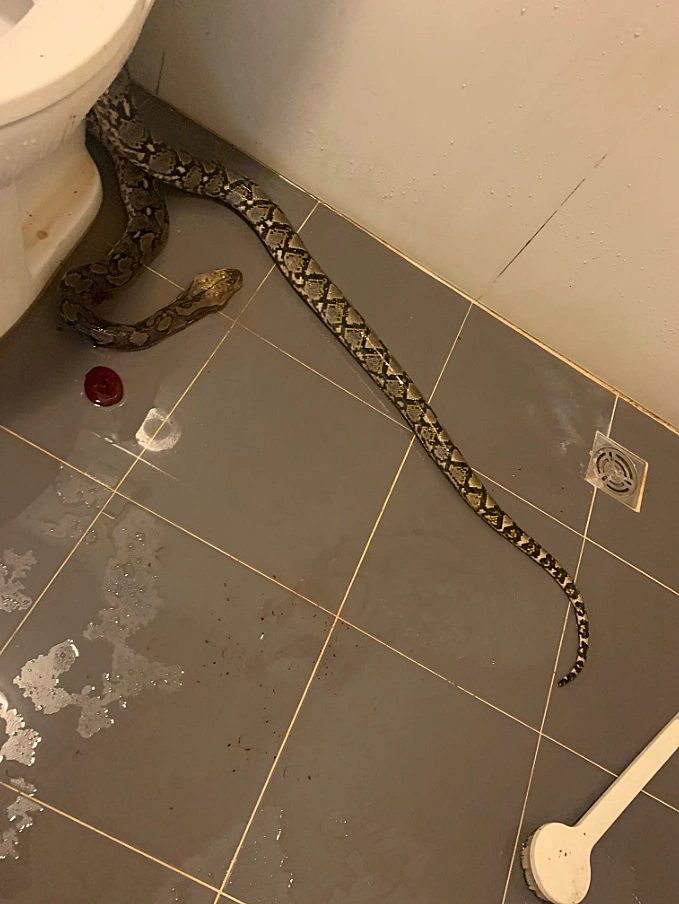 Snake Toilet 3