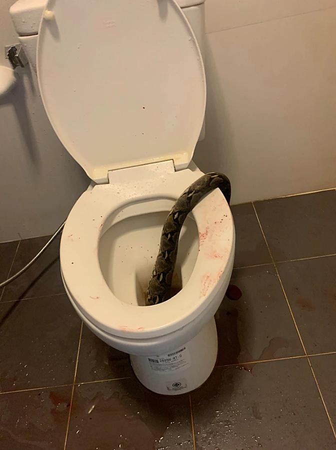 Snake Toilet 5