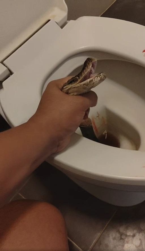 Snake Toilet