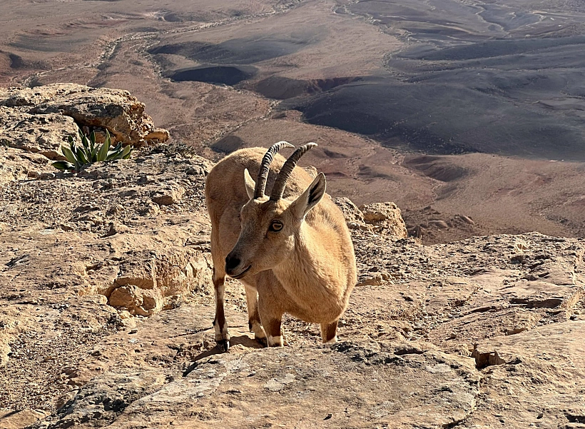 יעלים בתצפית המרפסת במצפה רמון