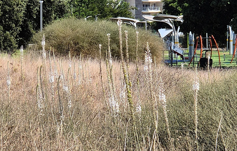 שלולית החורף בנתניה