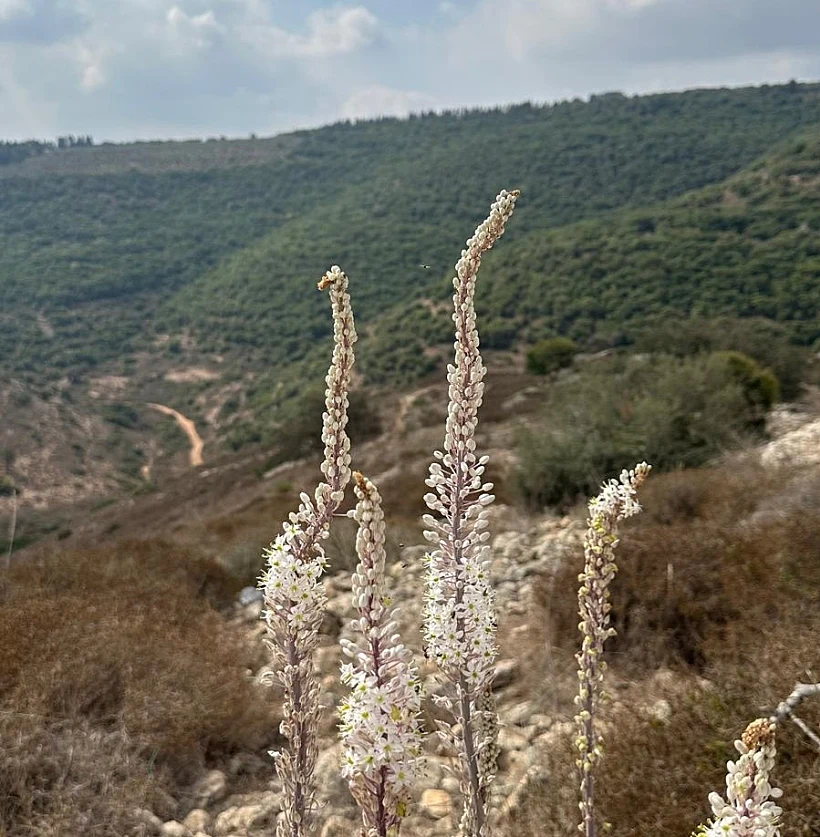 חצבים בתל יודפת