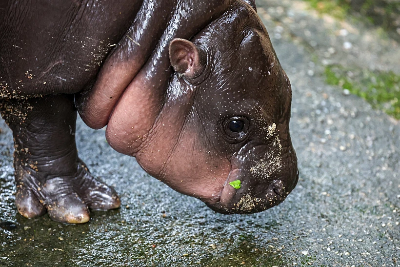 A Two Month Old Female Pygmy Hippo Named "moo Deng", Who Recently Become A Viral Internet Sensation, In Thailand