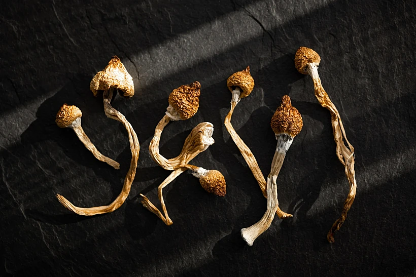 Dried,hallucinogenic,magic,mushrooms,on,black,background.,psychoactive,psilocybin,mushrooms.