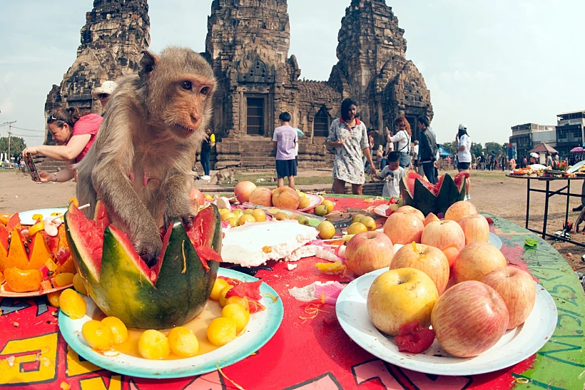 Lopburi,thailand Nov,30,:,the,monkeys,enjoy,eating,local,fruits,,vegetables,salad,eggs,dessert