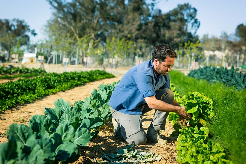 "משקים פתוחים