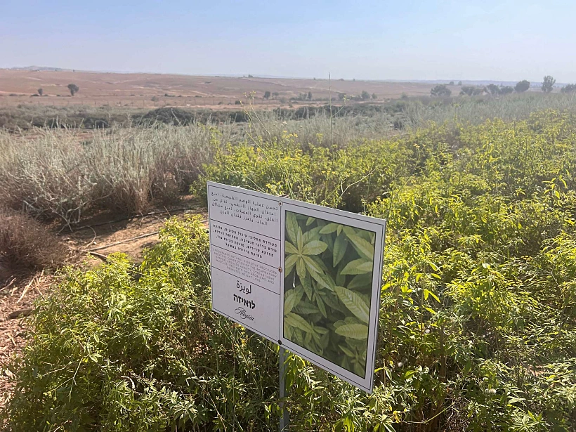 גינת צמחי מרפא בפרויקט ואדי עתיר