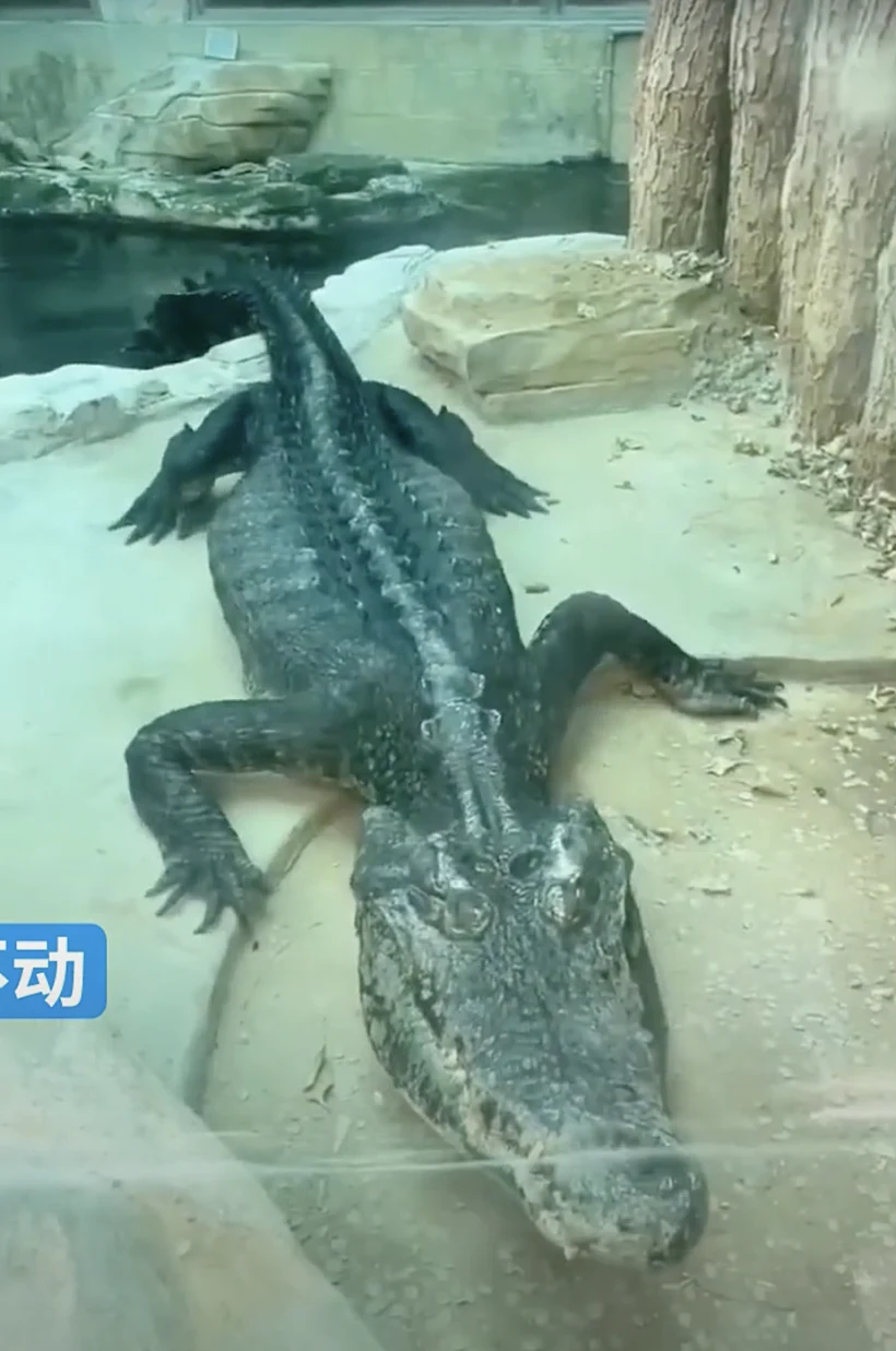 Skinny Alligator