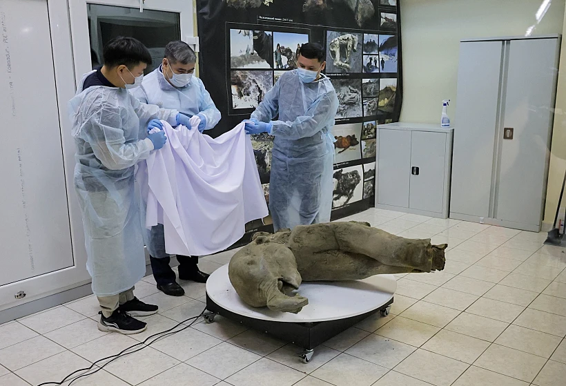 Remains Of A Well Preserved Baby Mammoth Discovered In Siberian Permafrost