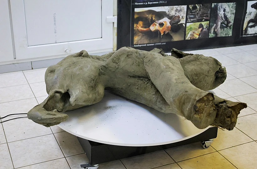 Remains Of A Well Preserved Baby Mammoth Discovered In Siberian Permafrost