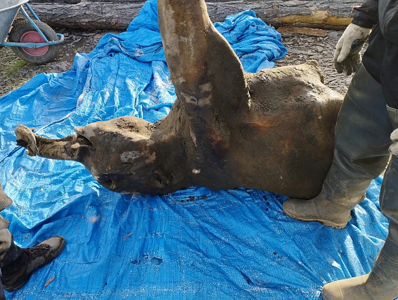 File Photo: Remains Of A Well Preserved Baby Mammoth Discovered In Siberian Permafrost