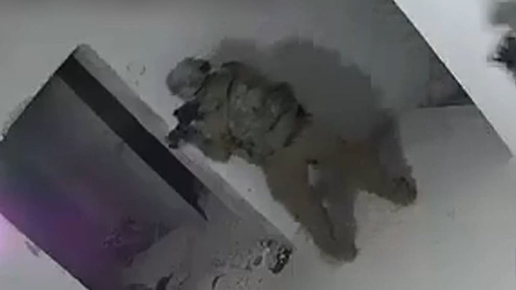 Une force d'infiltration a été attaquée lors d'une arrestation à Jénine - cinq terroristes ont été tués