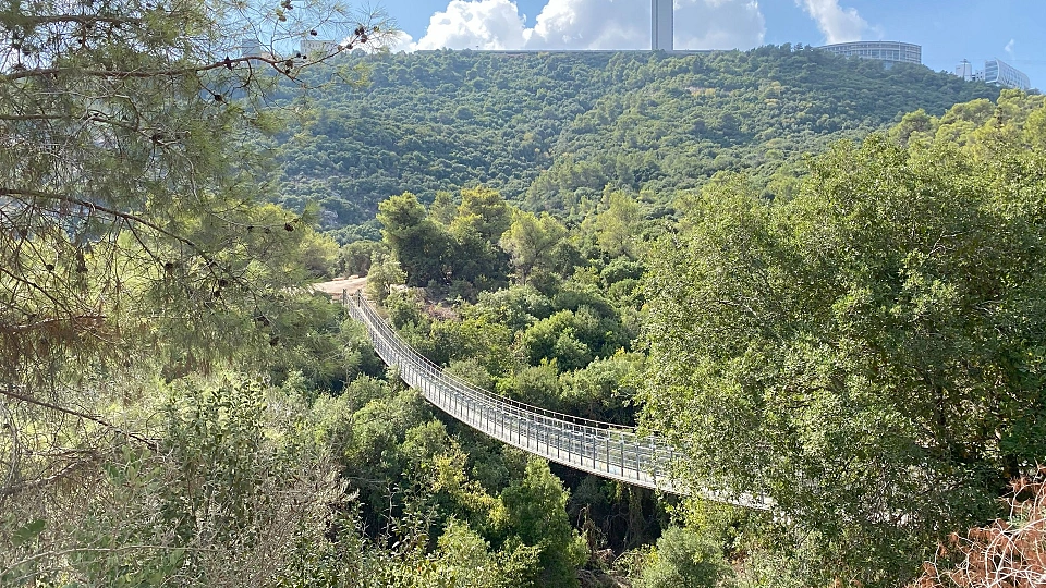 נשר