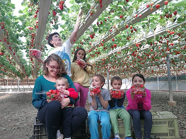 החיים שלנו תותים: 5 קטיפי תותים לכבוד יום המשפחה 