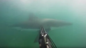 ניוזפיד - צפו: כריש תוקף צוללן לעיני המצלמה