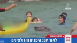 ניוזפיד - מזעזע: ילדים ביפן שוחים עם הדולפינים, רגע לפני שיאכלו אותם