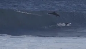 ניוזפיד - תיעוד מדהים: דולפין קופץ על גבו של גולש בן 13