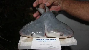 תעלומה: למה מתרבים הדיווחים על כרישים עם 2 ראשים?