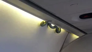 כשהנוסעים קופצים מהכסאות: "יש נחש במטוס!". צפו