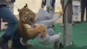 ילדה הותקפה ע"י טיגריס במהלך הופעה בערב הסעודית