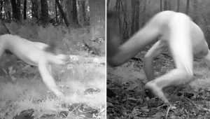 הציבו מצלמות נסתרות כדי לתעד בע"ח ביער - ואז הוא הופיע