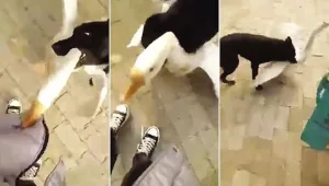 הרגע המדהים בו כלב מציל את בעליו - שהותקף על ידי אווז