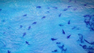 רחפן תיעד כ-150 כרישים מול חופי חדרה