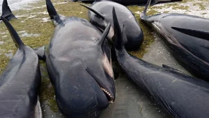 מאות לווייתני "נתב" נתקעו על חוף הים