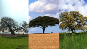 מהם שלושת העצים הכי נפוצים בישראל?