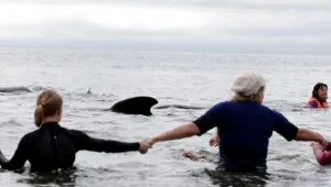 מאות מתנדבים יצרו שרשרת אנושית להצלת לווייתנים