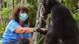 כך קיבל השימפנזה את פניהם של המחלצים