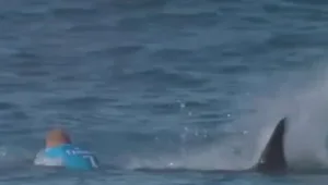 אלוף העולם בגלישה שהותקף ע"י כריש בשידור חי