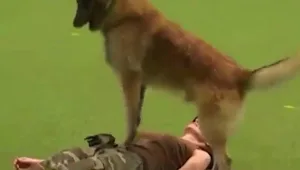 כלב ביצע החייאה לבעליו במהלך ההופעה
