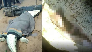 גופת הילד הנעדר נמצאה בבטנו של תנין