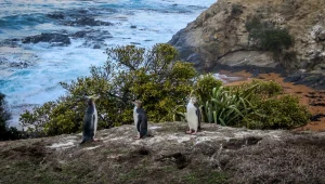לגעת בפינגווין: ניו זילנד כמו שעוד לא ראיתם