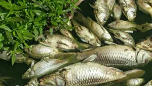 מאות דגים מתים נמצאו צפים בירקון